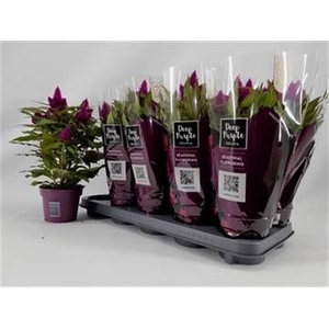 CEL DEEP PURPLE