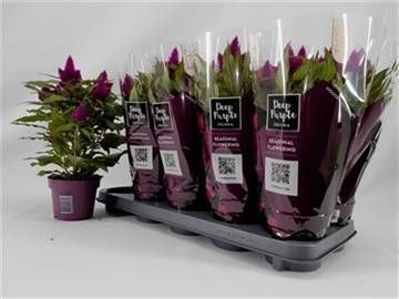 <h4>CEL DEEP PURPLE</h4>