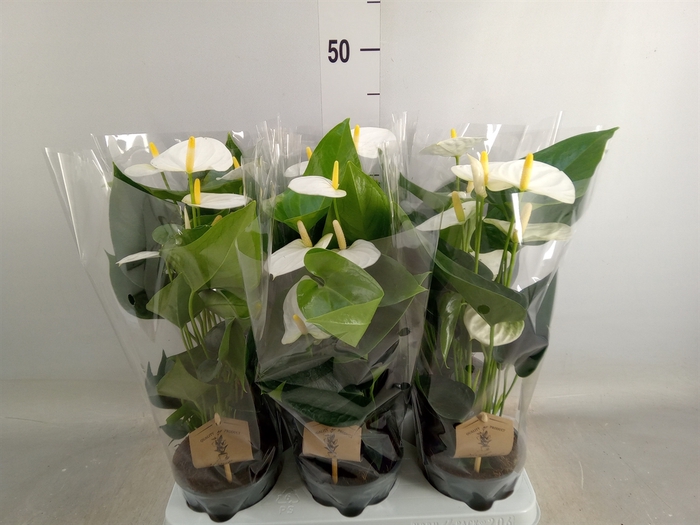 <h4>Anthurium andr. 'Cocos'</h4>