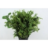 BUXUS SEMP