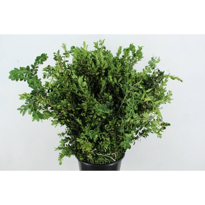 <h4>Buxus Semp</h4>
