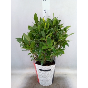 Laurus nobilis