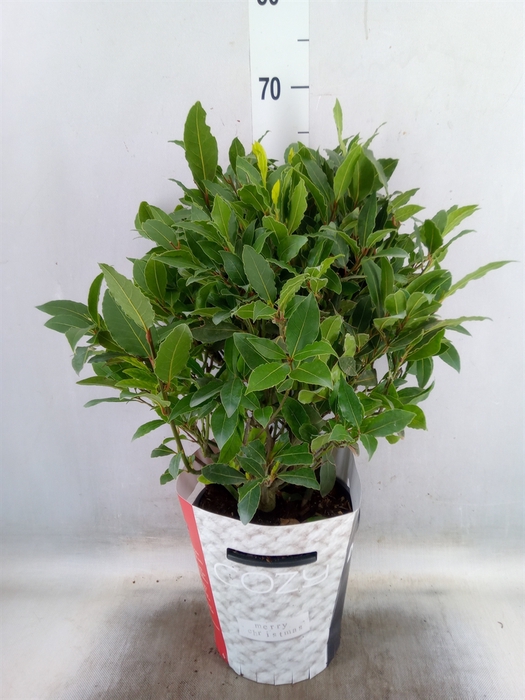 <h4>Laurus nobilis</h4>