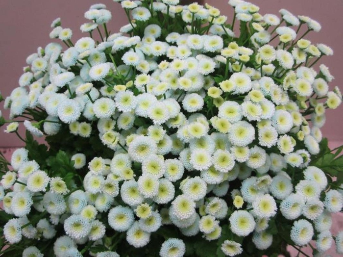 <h4>Tana Pa Rio Sweet Blauw</h4>