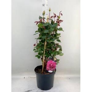 Rosa SH 'Renaissance Coll'  ...