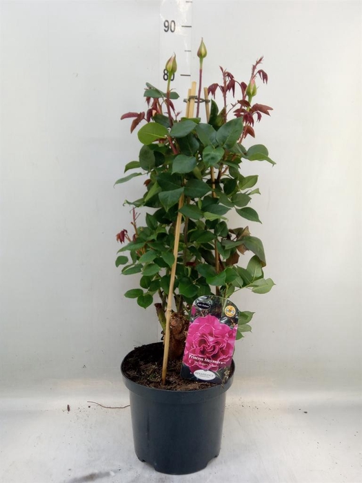 <h4>Rosa SH 'Renaissance Coll'  ...</h4>