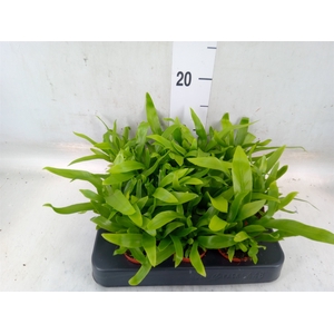 Asplenium antiquum
