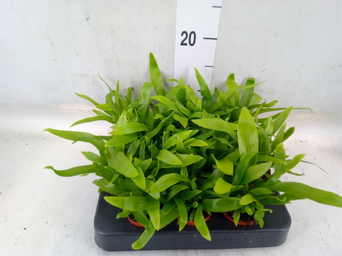 <h4>Asplenium antiquum</h4>