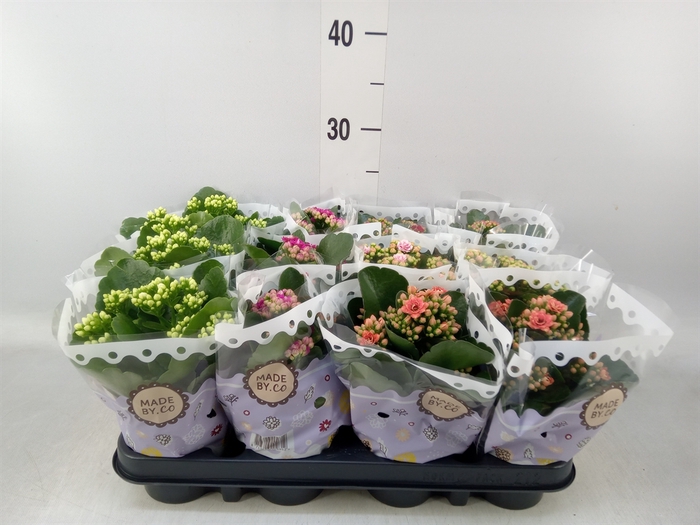 <h4>Kalanchoe blos.   ..rosebud mix  5</h4>