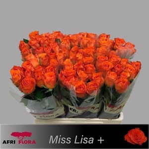 R GR MISS LISA