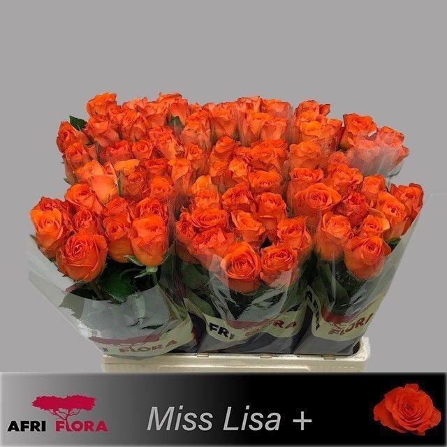 <h4>R GR MISS LISA</h4>