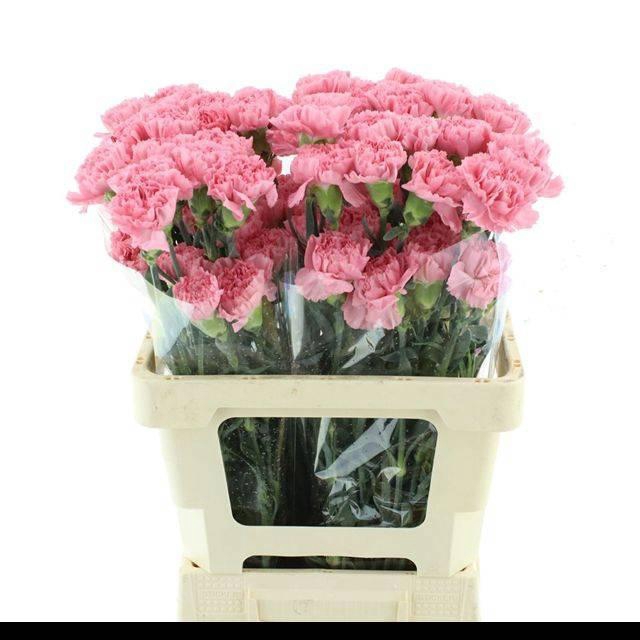 <h4>DI ST BETSY</h4>