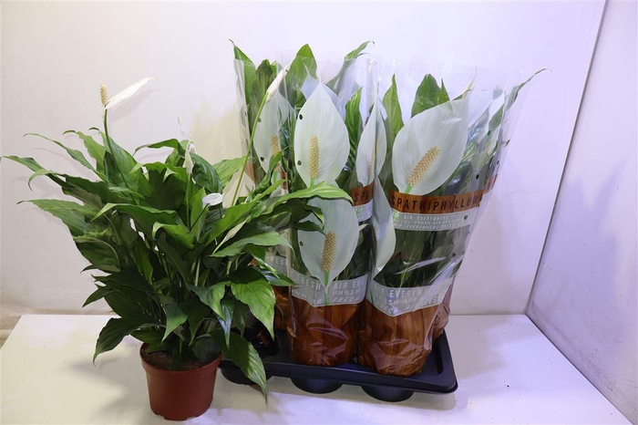 <h4>Spath Sweet Chico</h4>