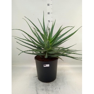 Aloe arborescens