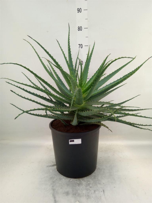 <h4>Aloe arborescens</h4>