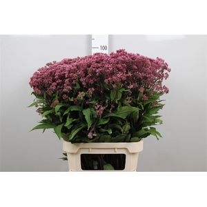 Eupat Purpureum