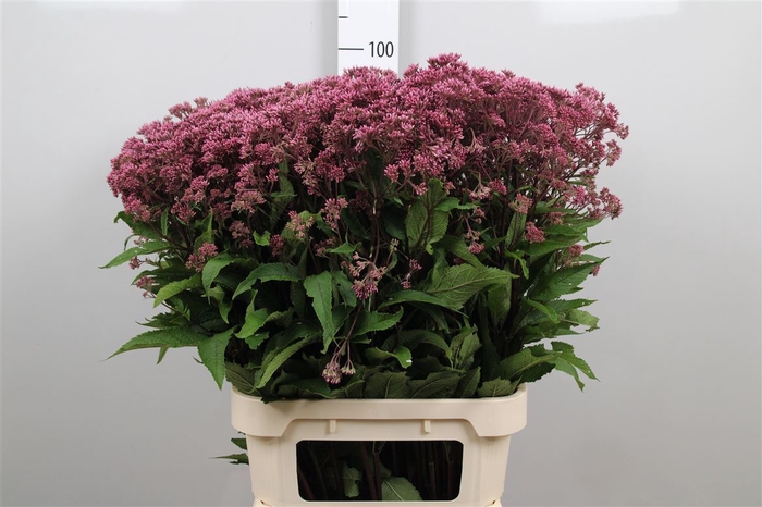 <h4>Eupat Purpureum</h4>