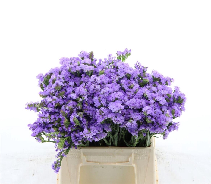 <h4>Statice Sky Wings</h4>