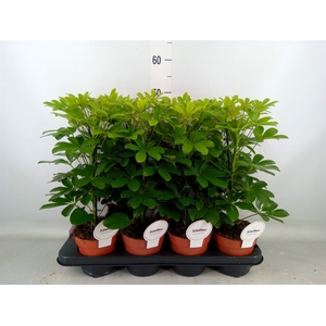 Schefflera arbor. 'Nora'