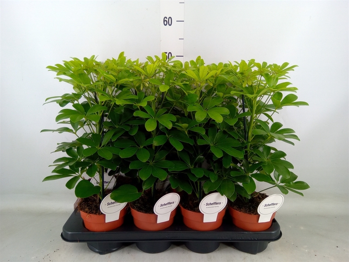 <h4>Schefflera arbor. 'Nora'</h4>