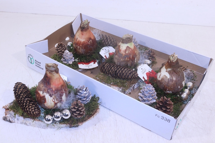 <h4>ARR HIPPEASTRUM</h4>