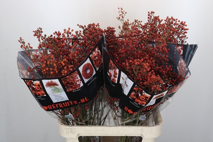 <h4>ROSA AUT ROSEFRUITS</h4>