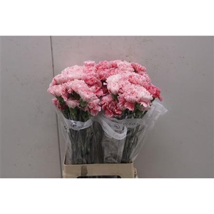 Di St Merletto Rosa