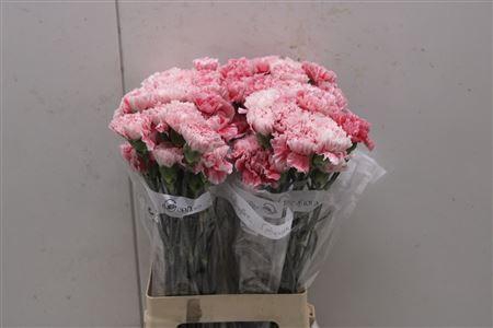 <h4>Di St Merletto Rosa</h4>