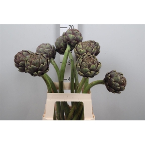 Cynara Sc Purple Rom
