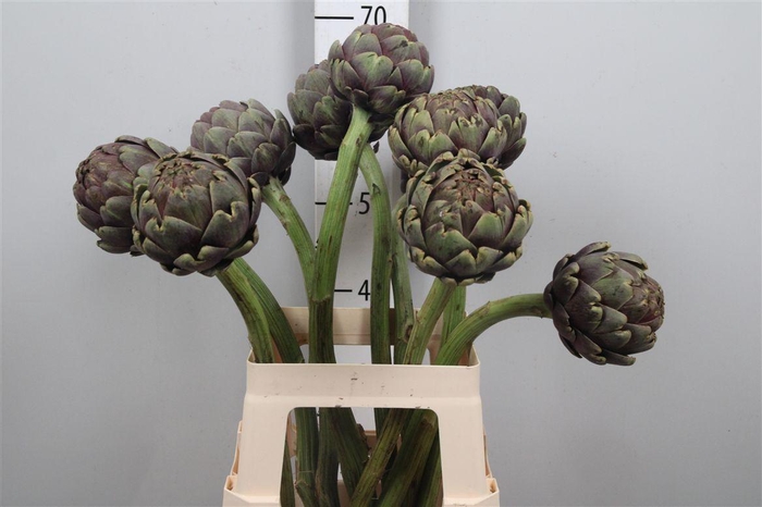<h4>Cynara Sc Purple Rom</h4>