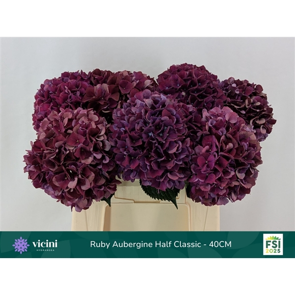 <h4>Ruby Aubergine Half Classic - 40CM</h4>
