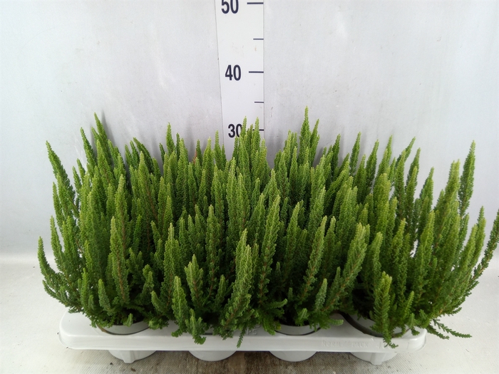 Calluna vulg. 'Skyline Stockholm'