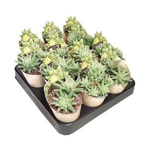 DOLICHOTHELE LONGIMAMMA MOSTRUOSA - POT Ø 6,5 SHAPED POT COVER (CACTUS)