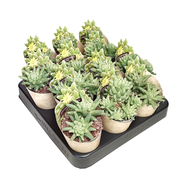 <h4>DOLICHOTHELE LONGIMAMMA MOSTRUOSA - POT Ø 6,5 SHAPED POT COVER (CACTUS)</h4>