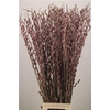 Salix Ch Red Passion