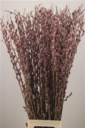 Salix Ch Red Passion