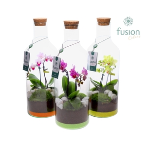Green Bottle Fles Medium met Phalaenopsis