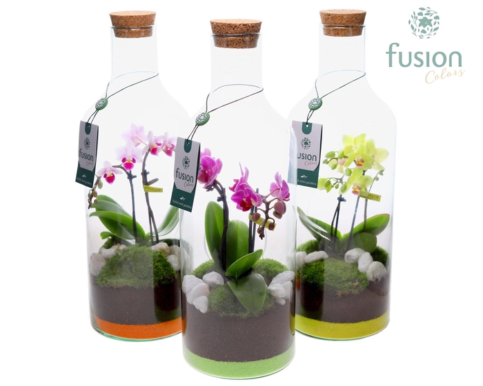 <h4>Green Bottle Fles Medium met Phalaenopsis</h4>