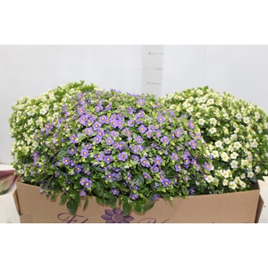 EXACUM AFFINE P15 VARIADO