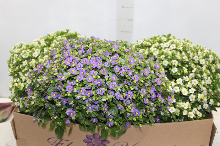 EXACUM AFFINE P15 VARIADO