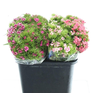 Di Barb Kiwi Mix In Fust