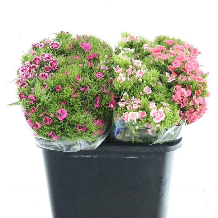 <h4>Di Barb Kiwi Mix In Fust</h4>