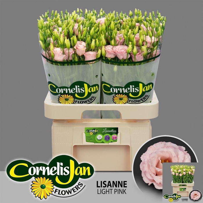 <h4>Eus G Lisanne L Pink</h4>