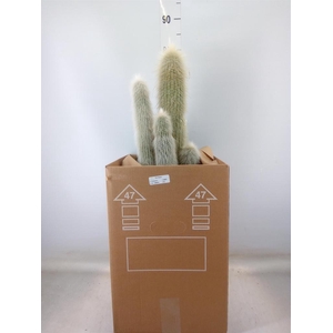 Cleistocactus strausii