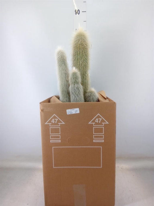 <h4>Cleistocactus strausii</h4>