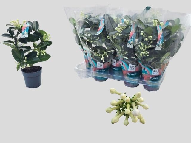 <h4>STEPH FL OV</h4>