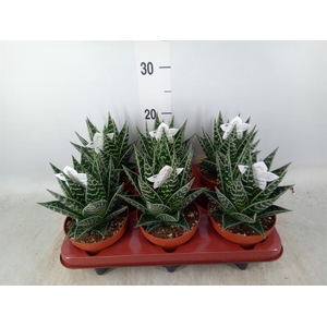 Aloe aristata 'Tiki Tahi'