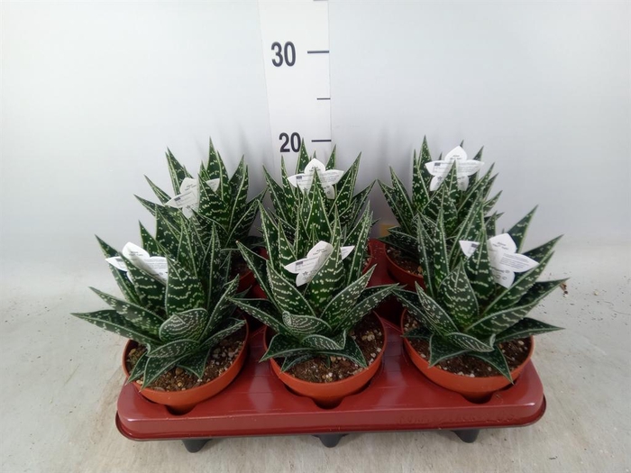 <h4>Aloe aristata 'Tiki Tahi'</h4>