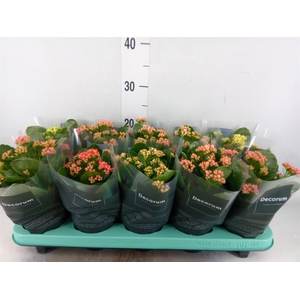 Kalanchoe blos. 'Serenity'   ...mix