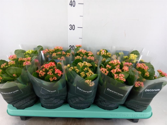 <h4>Kalanchoe blos. 'Serenity' ...mix</h4>